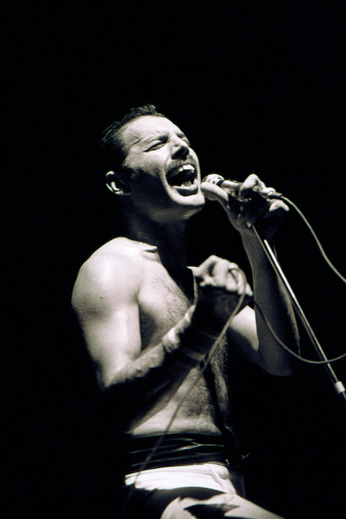 freddie mercury
