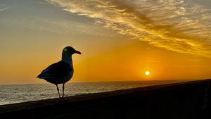 Seagull on Pacifica Pier at Sunset