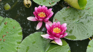 Lotus flowers on Jeju-do in South Korea