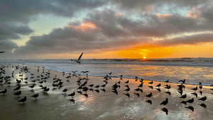 Gulls at Sunset on San Gregorio State Beach CA